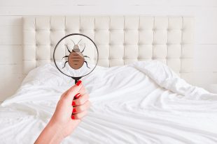 Постельные клопы: как найти, уничтожить и не принести в дом. Полный гид 2025 🧐🔬