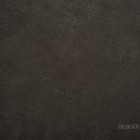 Crocus-95