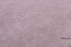Phlox 10