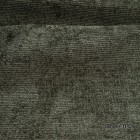 Genesis-11-Olive